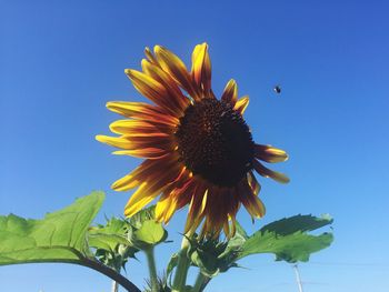 Low angle view of sunflower blooming against clear sky