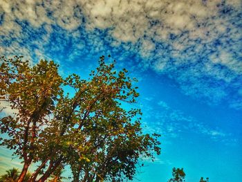 Low angle view of tree against sky