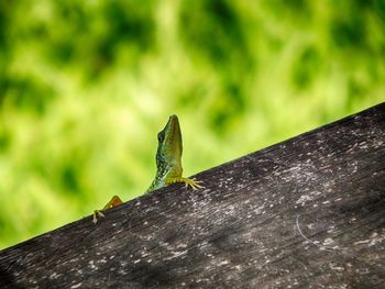 Close-up of lizard on wood