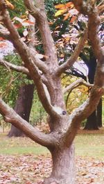 Trees in park