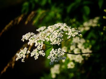 High angle view of cow parsnip blooming outdoors