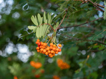 Close-up of orange fruits on tree