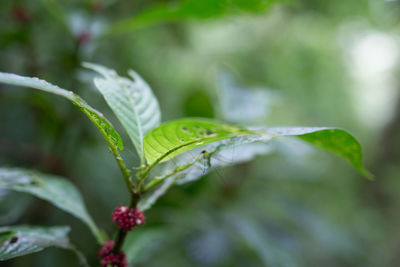 Close-up of leaves on plant