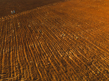 High angle view of wheat field