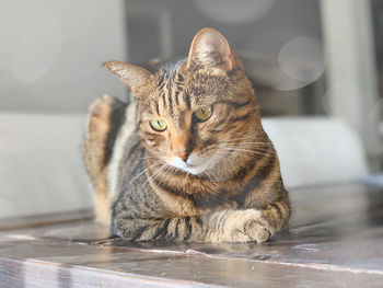 Close-up portrait of tabby cat on floor at home