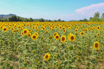 Sunflowers in field