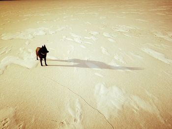 Silhouette horse on beach