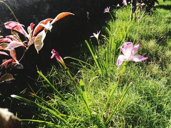 Close-up of flowers blooming outdoors