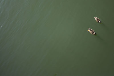 High angle view of duck swimming in lake