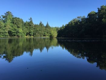 Reflection of trees in water