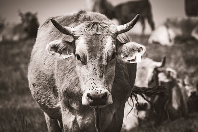 Portrait of cow standing on field