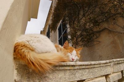 Cat living in l-imdina, malta