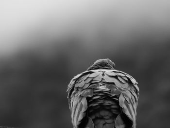 Close-up of bird perching outdoors