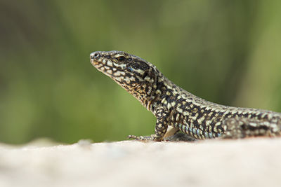 Close-up of lizard