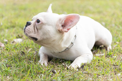 Close-up of dog looking away on field