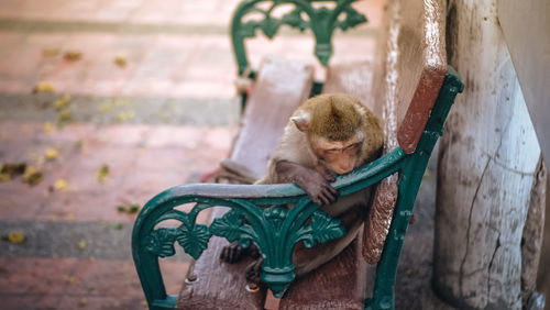 Monkey sitting on seat