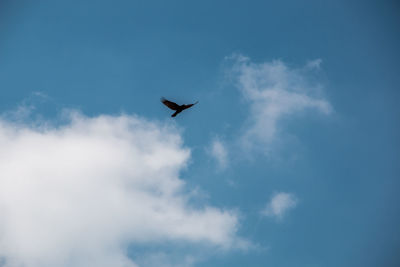 Low angle view of bird flying in sky