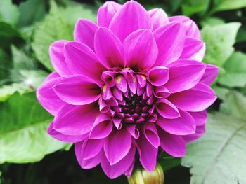 Close-up of pink flower
