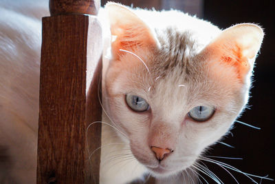 Close-up portrait of a cat