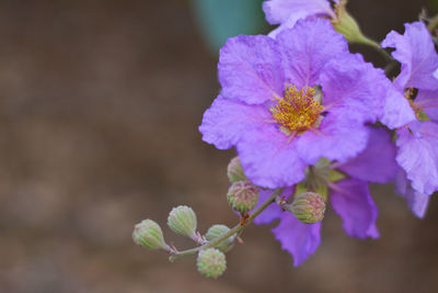 Close-up of purple flowering plant