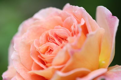 Close-up of pink rose