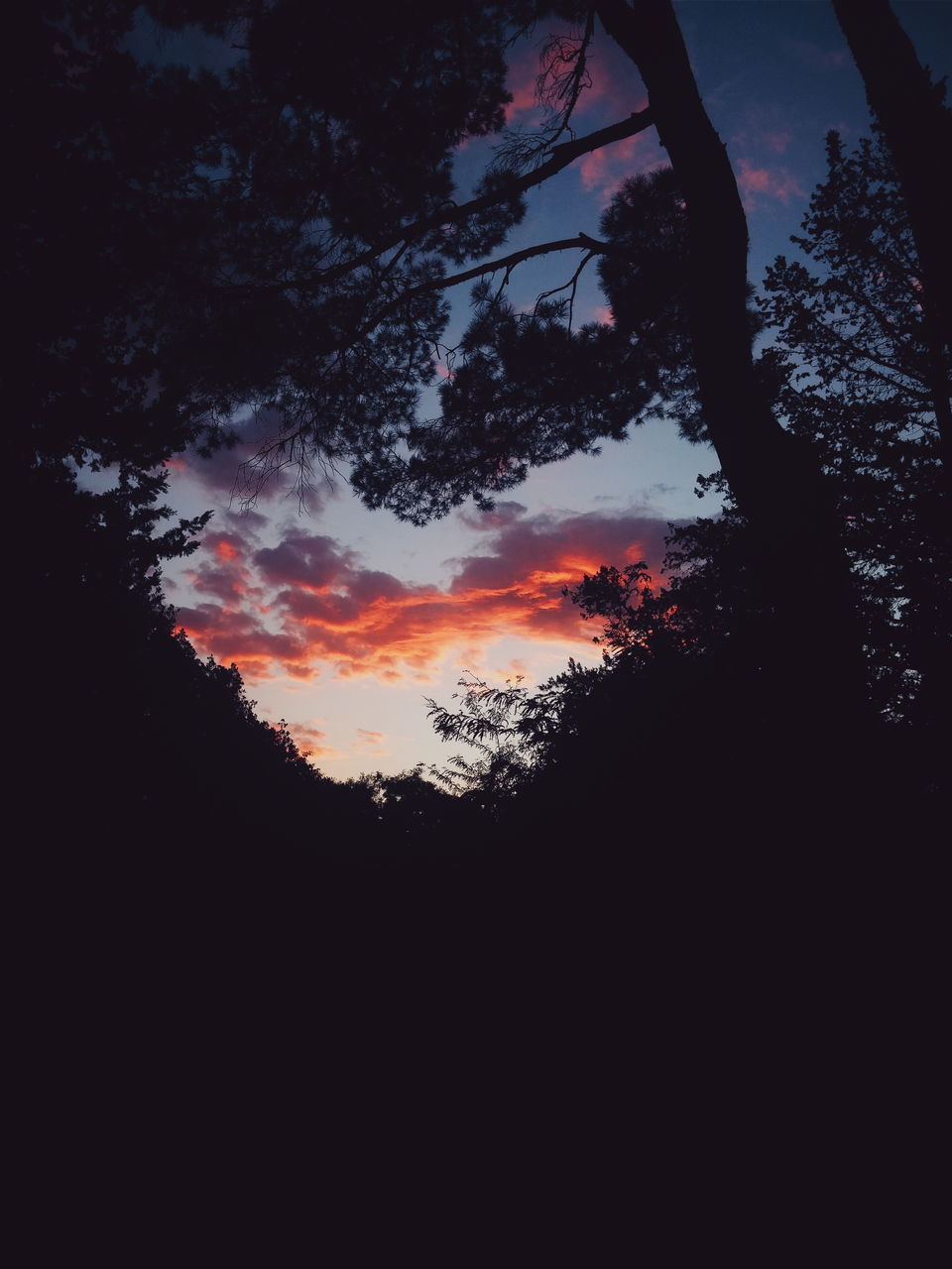 SILHOUETTE OF TREES AT SUNSET