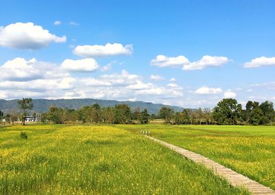 Scenic view of field against sky