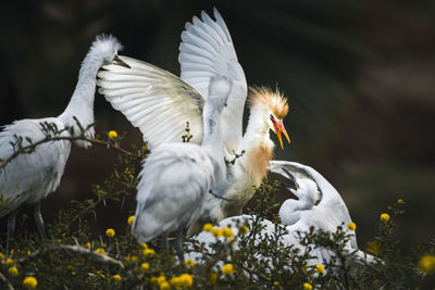 Trade war,  the cattle egret fights with three snowy egrets 