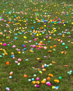 High angle view of flowering plants on field