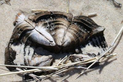 Close-up of dead fish
