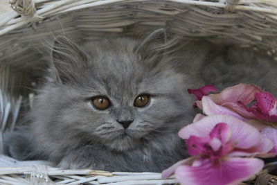 Close-up portrait of cat in basket