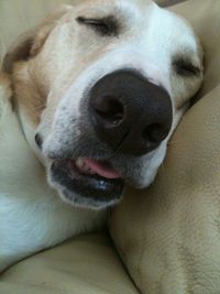 Close-up portrait of dog