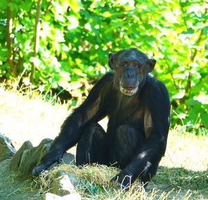 Monkey sitting on a land