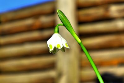 Close-up of white flowering plant