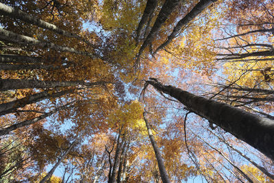 Low angle view of trees in forest during autumn