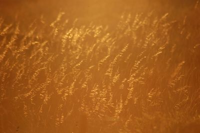 Close-up of stalks in field