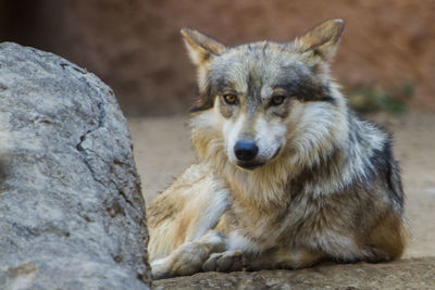 Close-up of dog