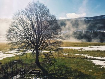 Bare tree on field against mountains during winter