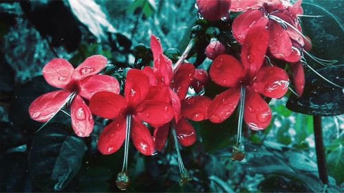 Close-up of red flowers