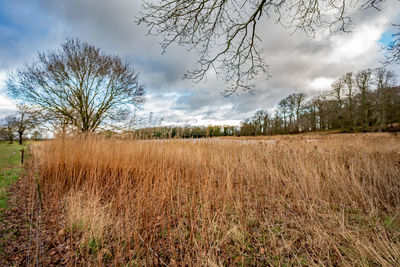 Scenic view of field against sky