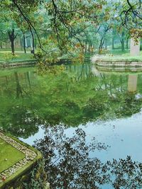 Reflection of trees in lake