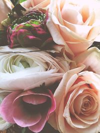 Close-up of pink rose