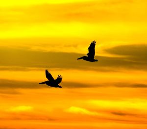 Low angle view of silhouette birds flying against orange sky