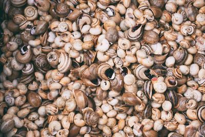 Full frame shot of seashells