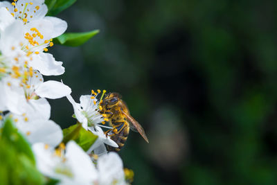 Close up of a honey bee collecting nectar from a flower. honeybee collecting pollen.