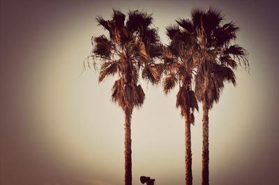 Low angle view of palm trees against sky