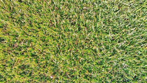 Full frame shot of plants on field