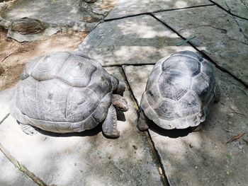 High angle view of tortoise