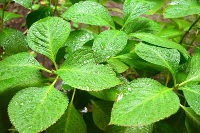 Close-up of raindrops on leaves