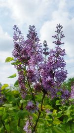 Close-up of pink flowering plant against sky